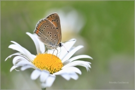 <p>OHNIVÁČEK MODROLEMÝ (Lycaena hippothoe) Šluknovsko - Kunratice u Šluknova ---- /Purple-edged copper - Lilagold-Feuerfalter/</p>